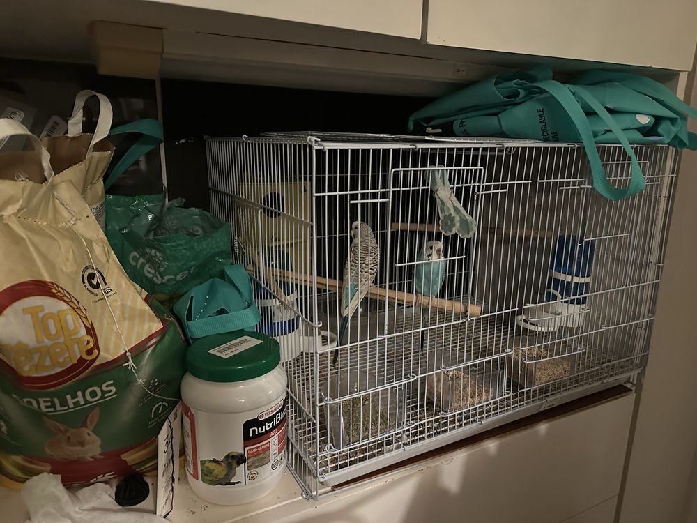 Casal de piriquitos idade reprodutora, gaiola e comida