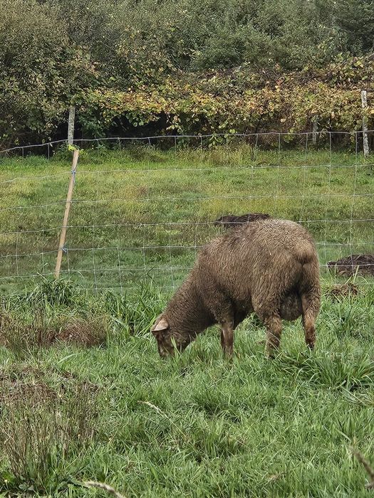 Vendo borrego 7 messes