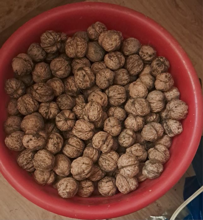 Sprzedam Orzechy włoskie 7,50 KG