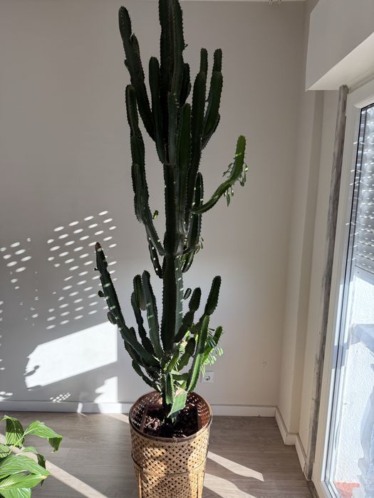 Vendo planta sucolenta