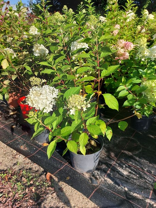 Hortensja bukietowa, Hortensje bukietowe doniczka 5l C5