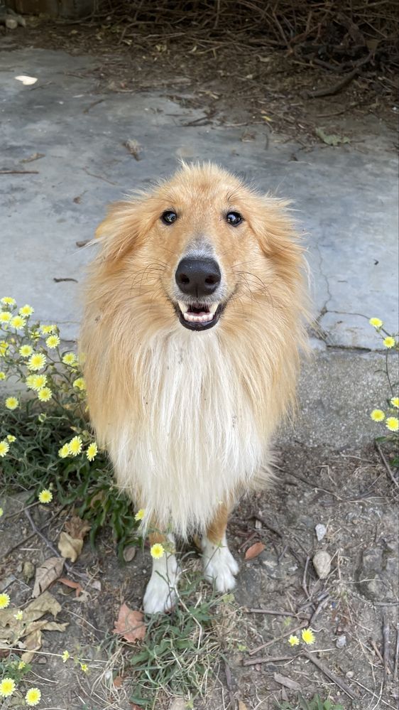 Rough Collie para adocao