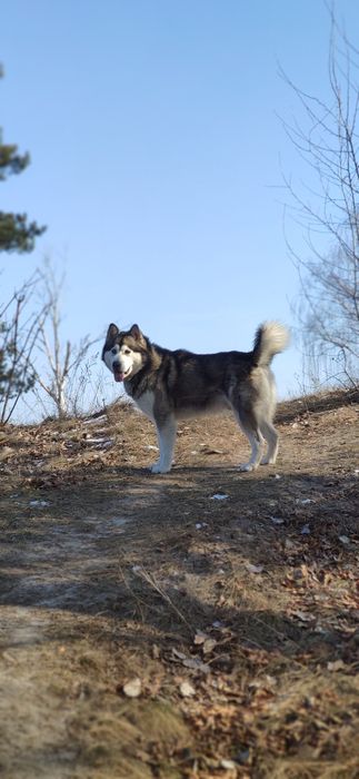 В'язка ,Маламут ,Кобель