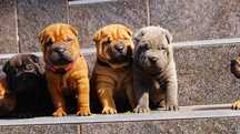 Blekitny samiec Shar Pei, do rezerwacji, zagraniczni rodzice FCI