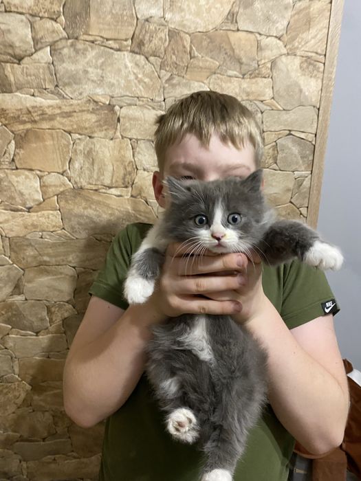 Віддам кошенят у добрі руки