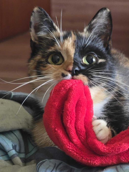 Oddam kotkę Małpkę w dobre ręce