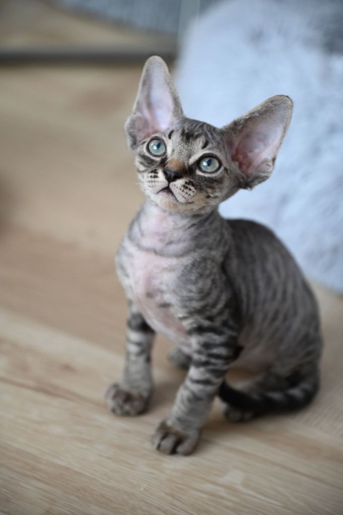 Kocurek Cookie Devon Rex