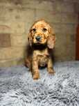 Cocker spaniel angielski Piesek