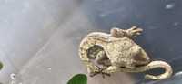 Młode gekony orzęsione piękne odmiamy brak porów