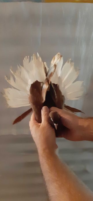 Piękne czerwone Orliki polskie