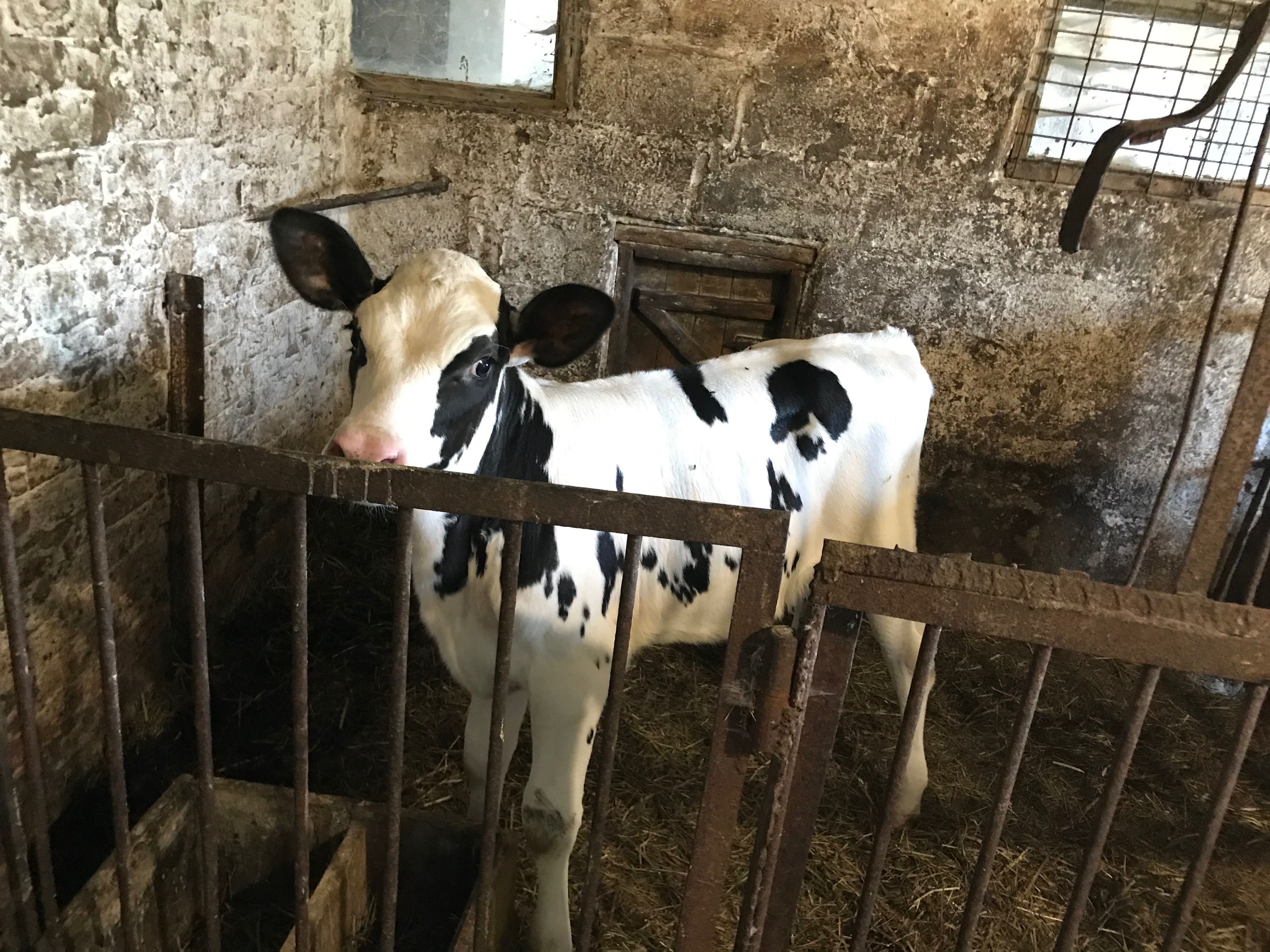 Продам півторамісячну теличку