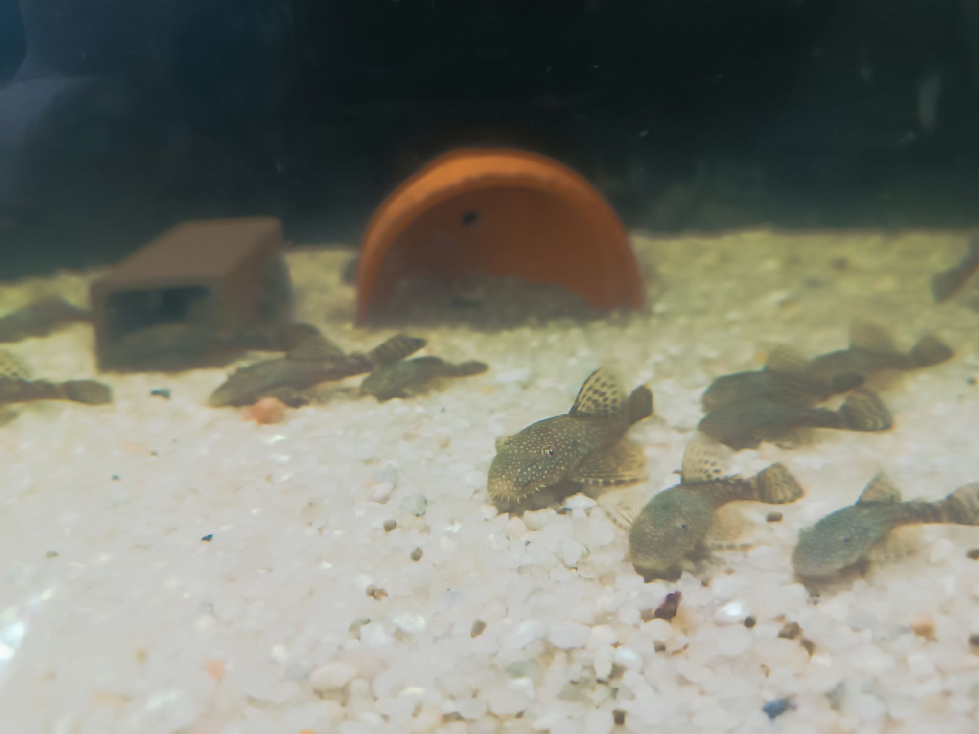 Venda de ancistrus SP
