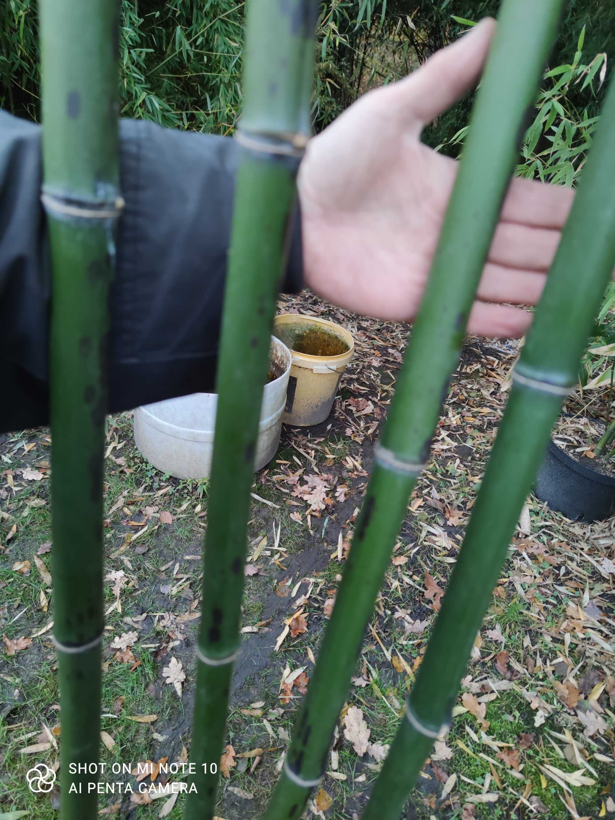 Phyllostachys glauca 'Yunzhu' bambus ogrodowy.