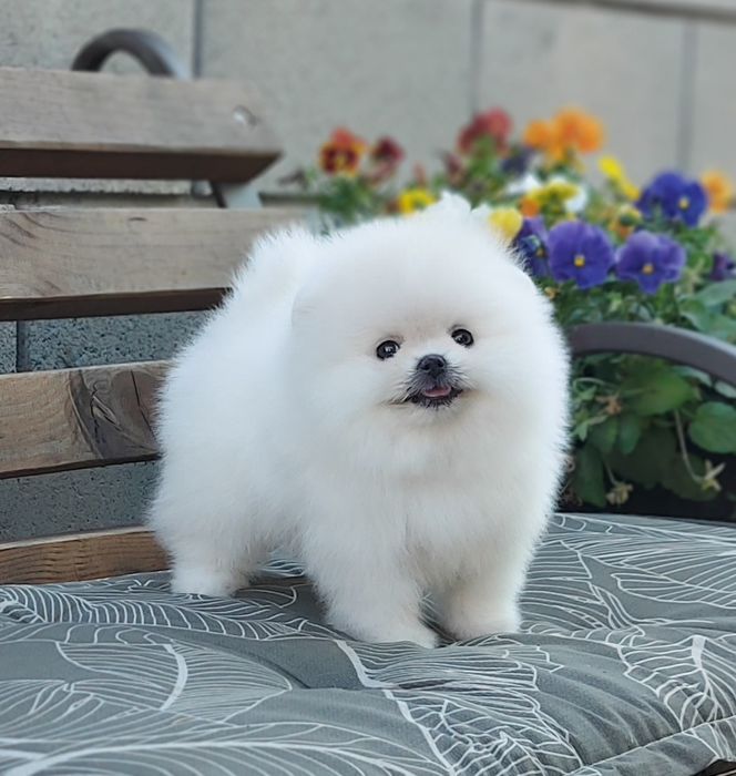 Очаровательная девочка померанского шпица