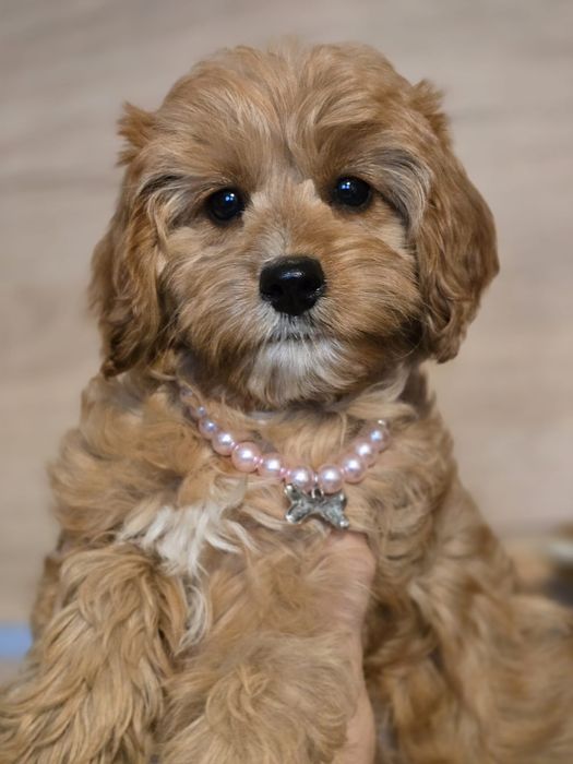 Cavapoo f1 suczka szczeniak do odbioru z metryką