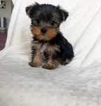 Yorkshire terrier mini Macho