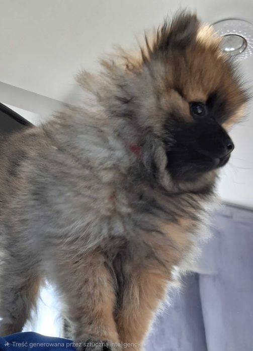 Szpic miniaturowy Pomeranian samiec Willy