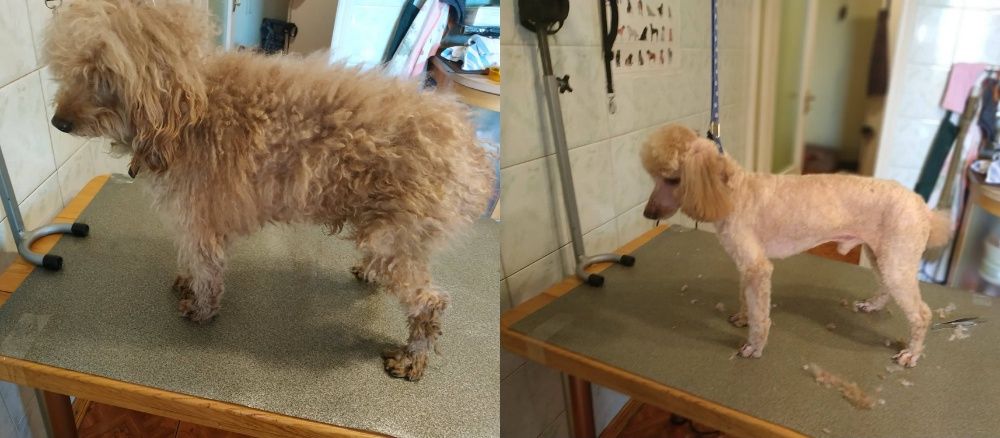 Стрижка собак, котов, животных всех пород, грумер со стажем