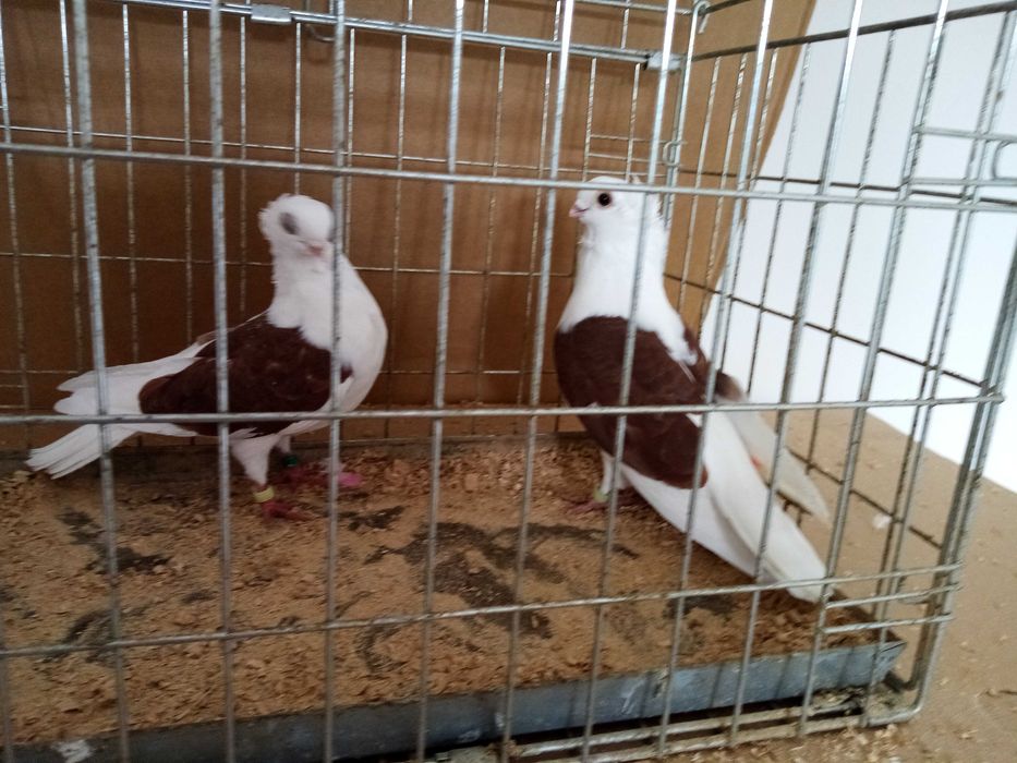 Gołębie Ozdobne Mewka Mewki