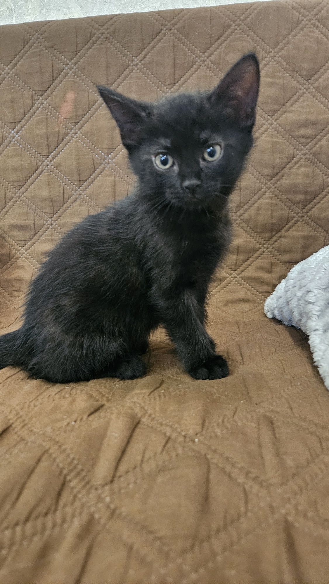 Котенята, котик, кішечка безкоштовно