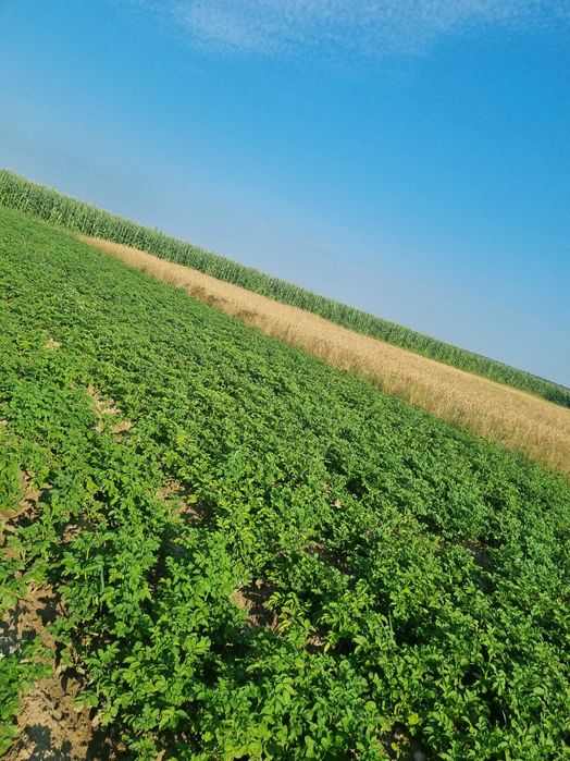 Sprzedam ziemniaczki