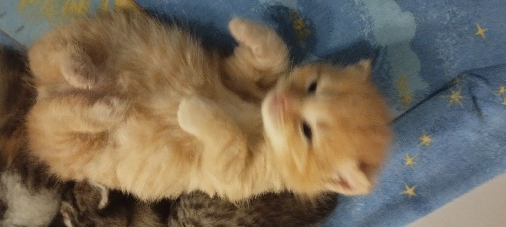 Рыжий котенок ищет друга