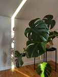Ogromna monstera roslina z doniczką i palką
