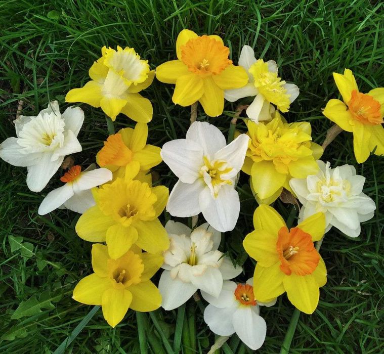Нарцис сортовий, мікс