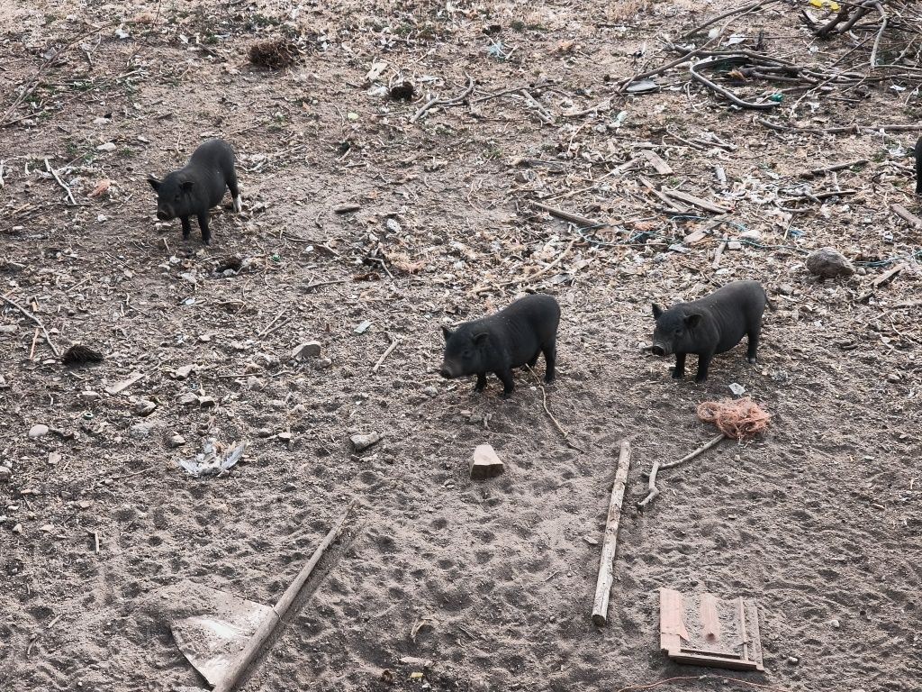 Porcos vietnamitas machos