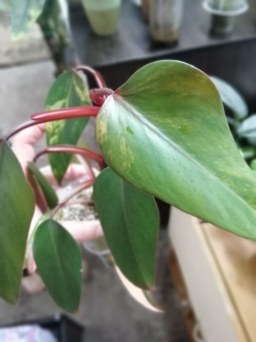 Набор филодендрон. Филодендрон пловмани, ред емеральд вар, сплендид.