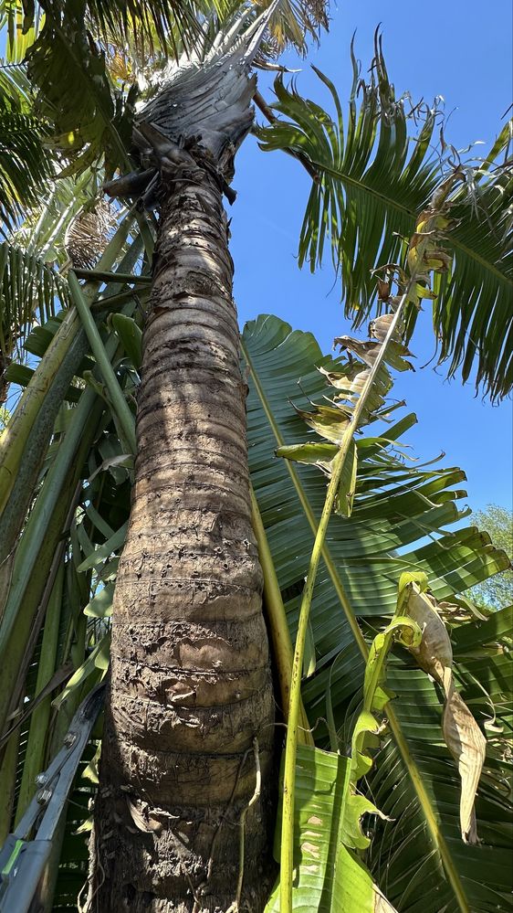 Ravenala madagascariensis* árvore-do-viajante* - Exemplares