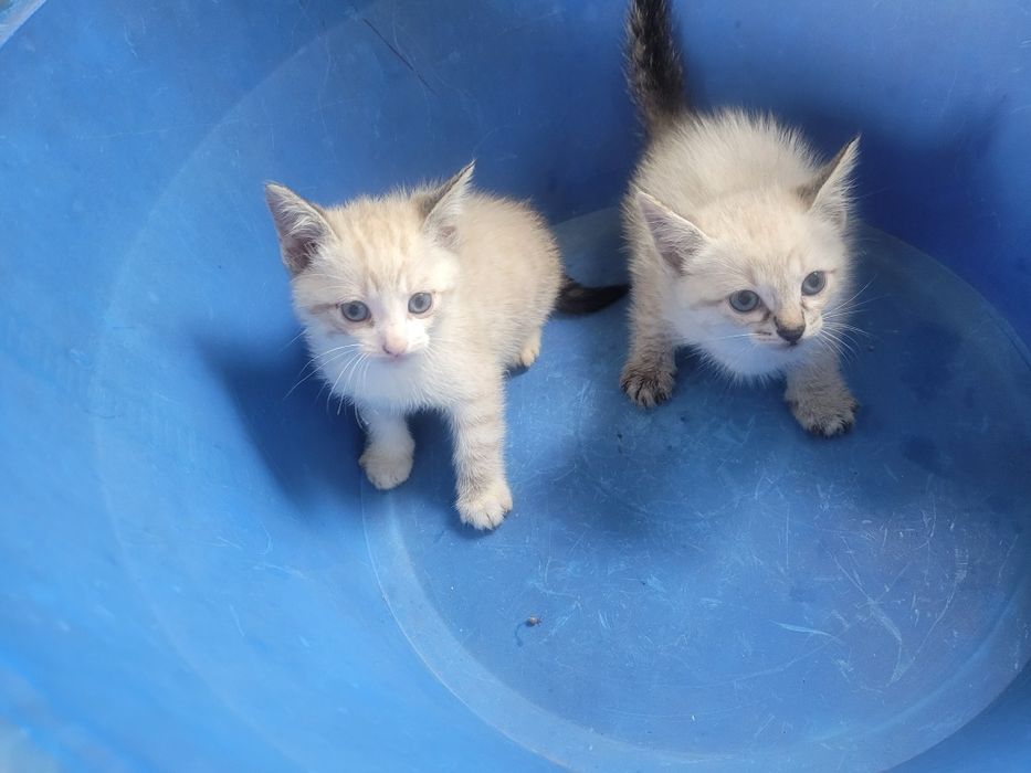 Duas Gatinhas doação