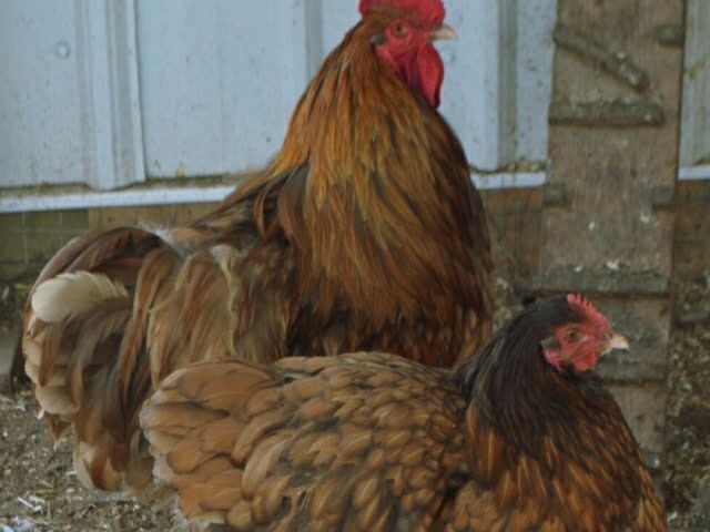 Інкубаційне яйце Орпінгтон - золото, шоколад, оранжеве-срібло.