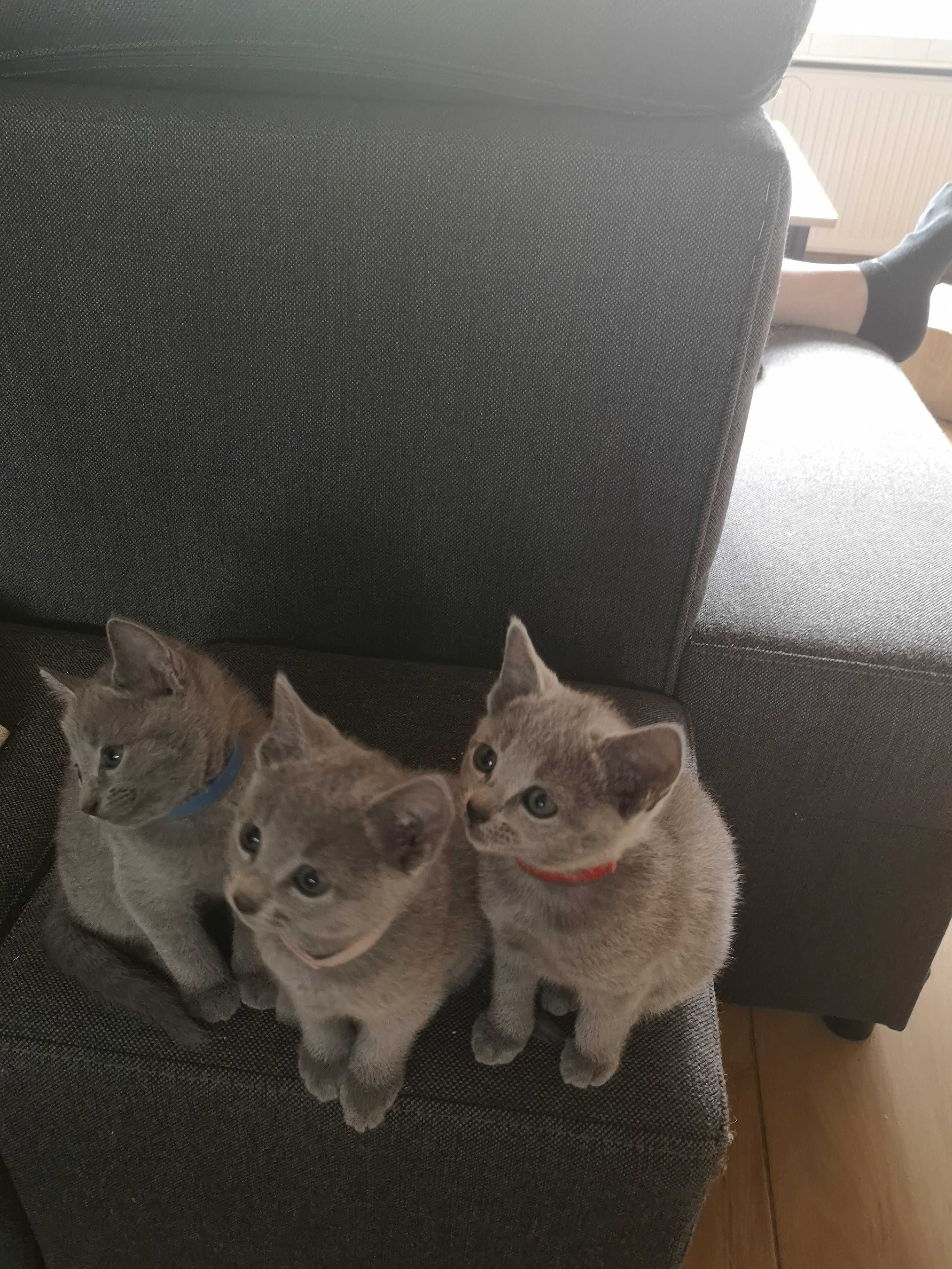 Koty Rosyjskie Niebieskie,Kocięta