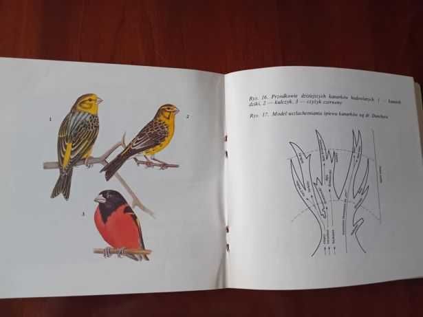 Korczak Jadwiga – Kanarki