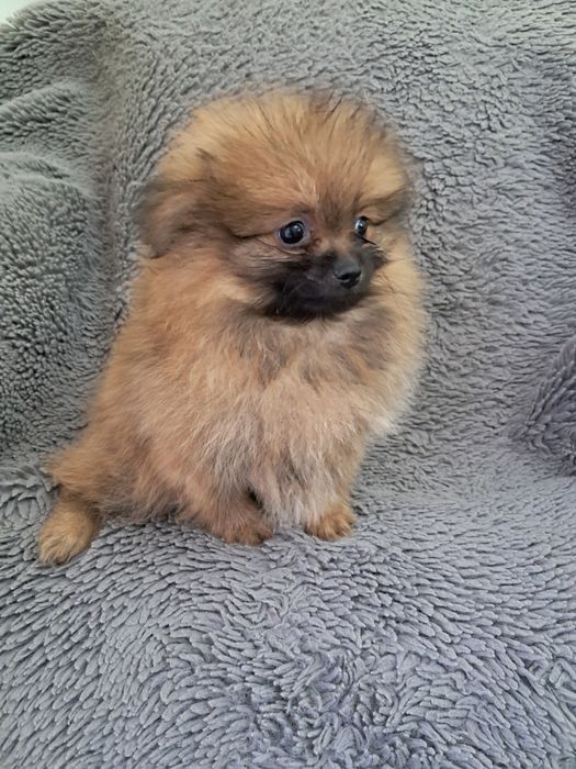 Spitz  alemao  anão