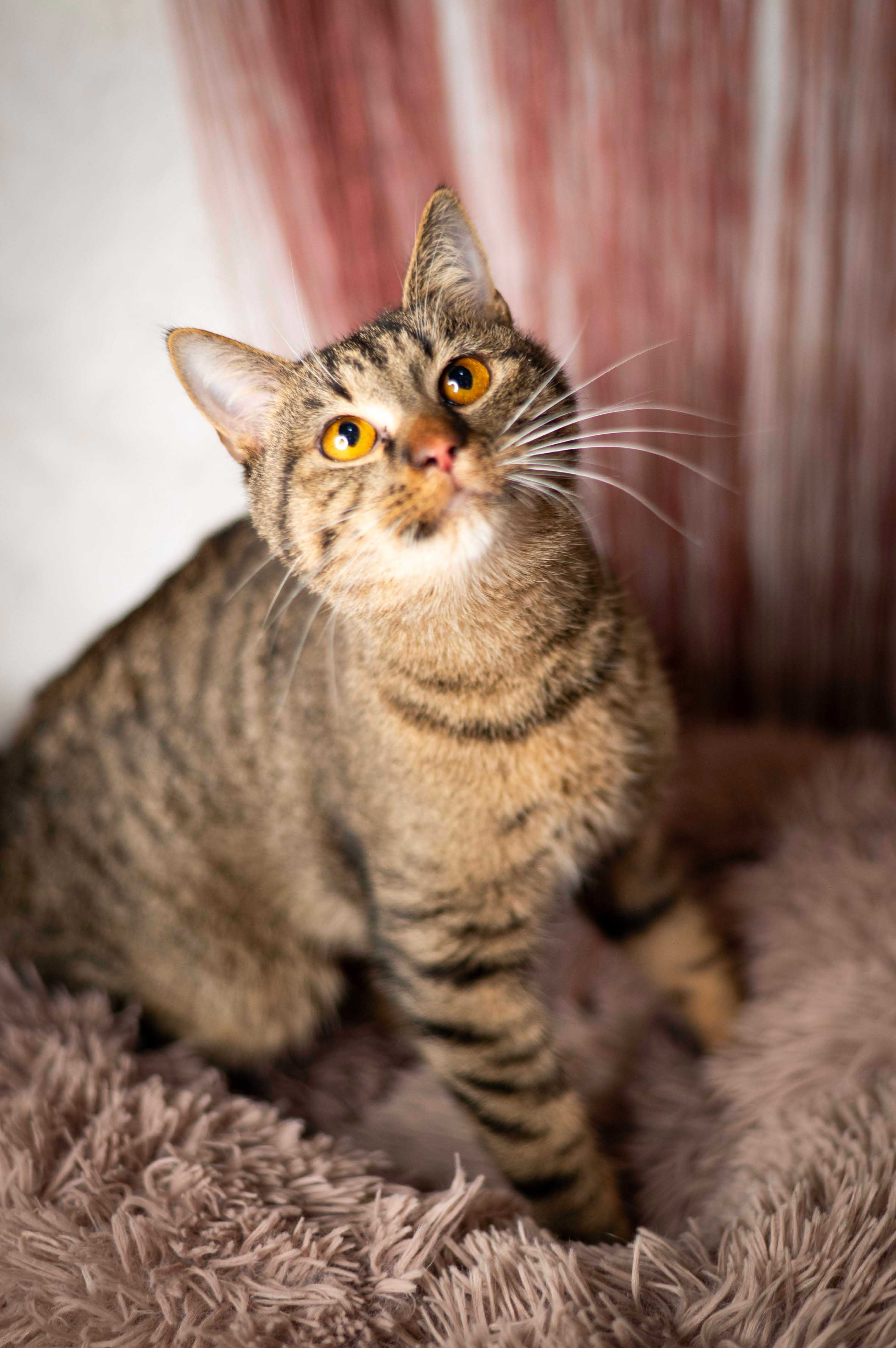 HAWRAN kocur do adopcji