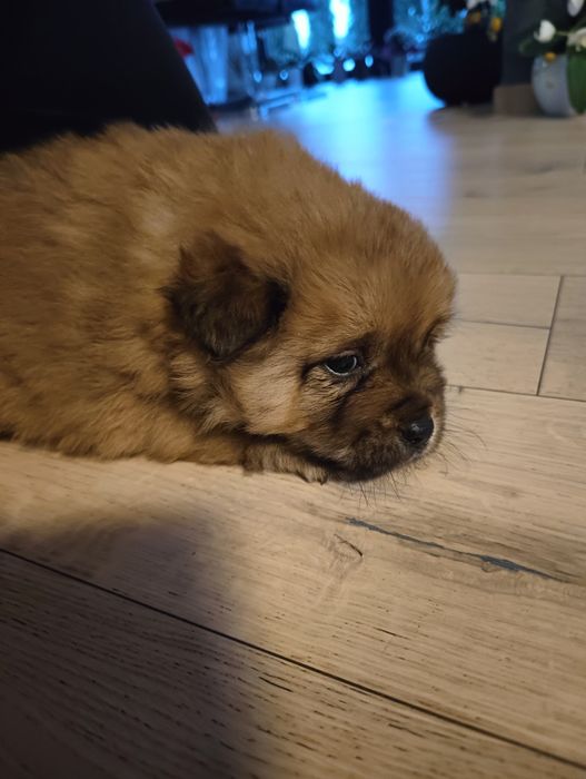 Szczeniaczki po chow chow