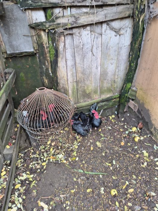 Kurki Chabo z tamtego roku.