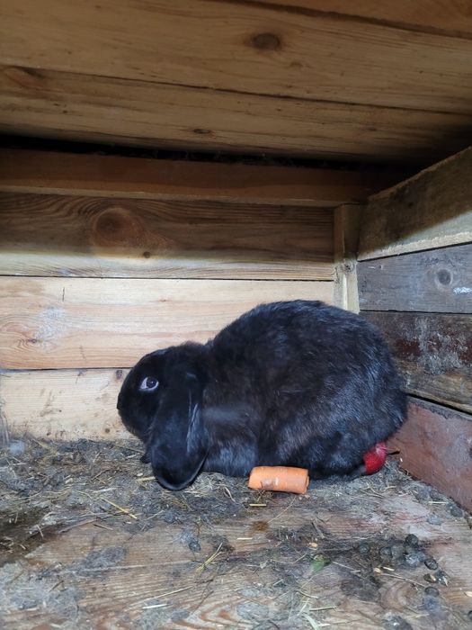 Samica baran francuski