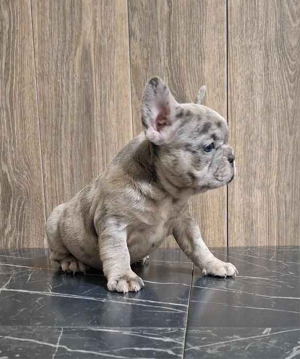 Французький булЬдог.