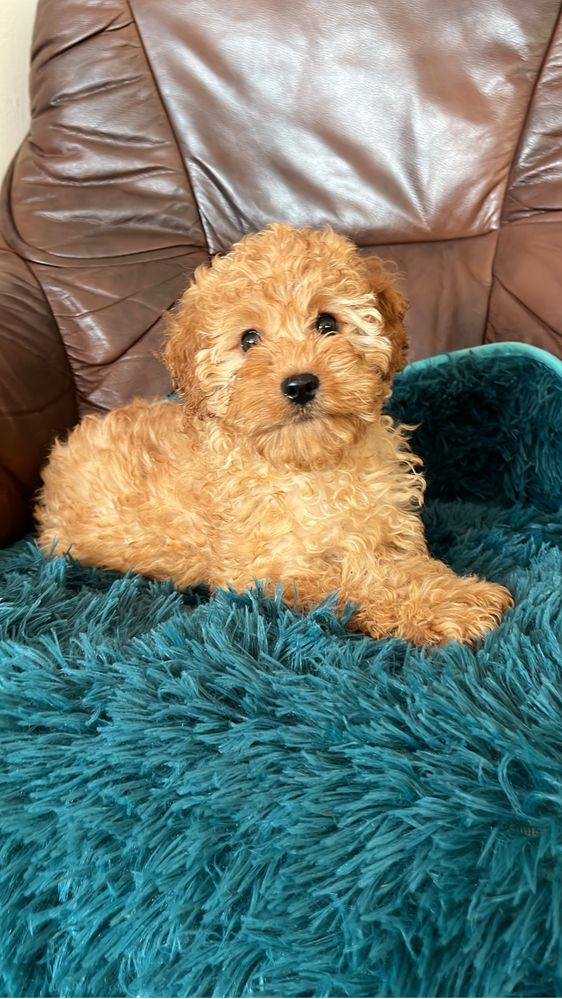 Cavapoo suczka do odbioru