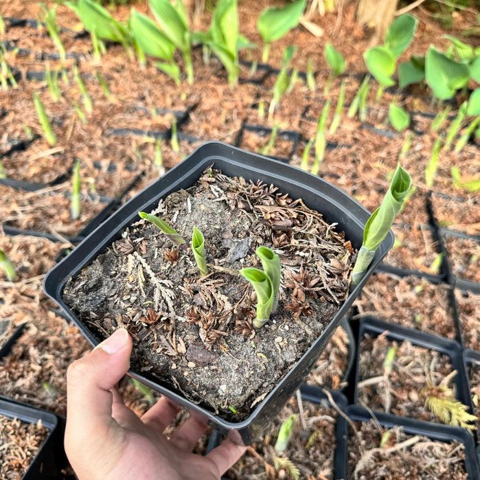 Funkia Hosta 'Blue Angel' Doniczka 3.0L Ogromne niebieskie liście