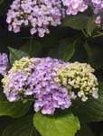 Hortênsias prontas a colocar no jardim