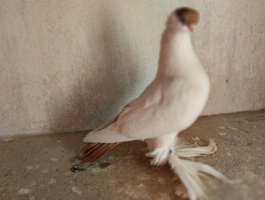 Krymka białostocka,żoółta samica 2024r