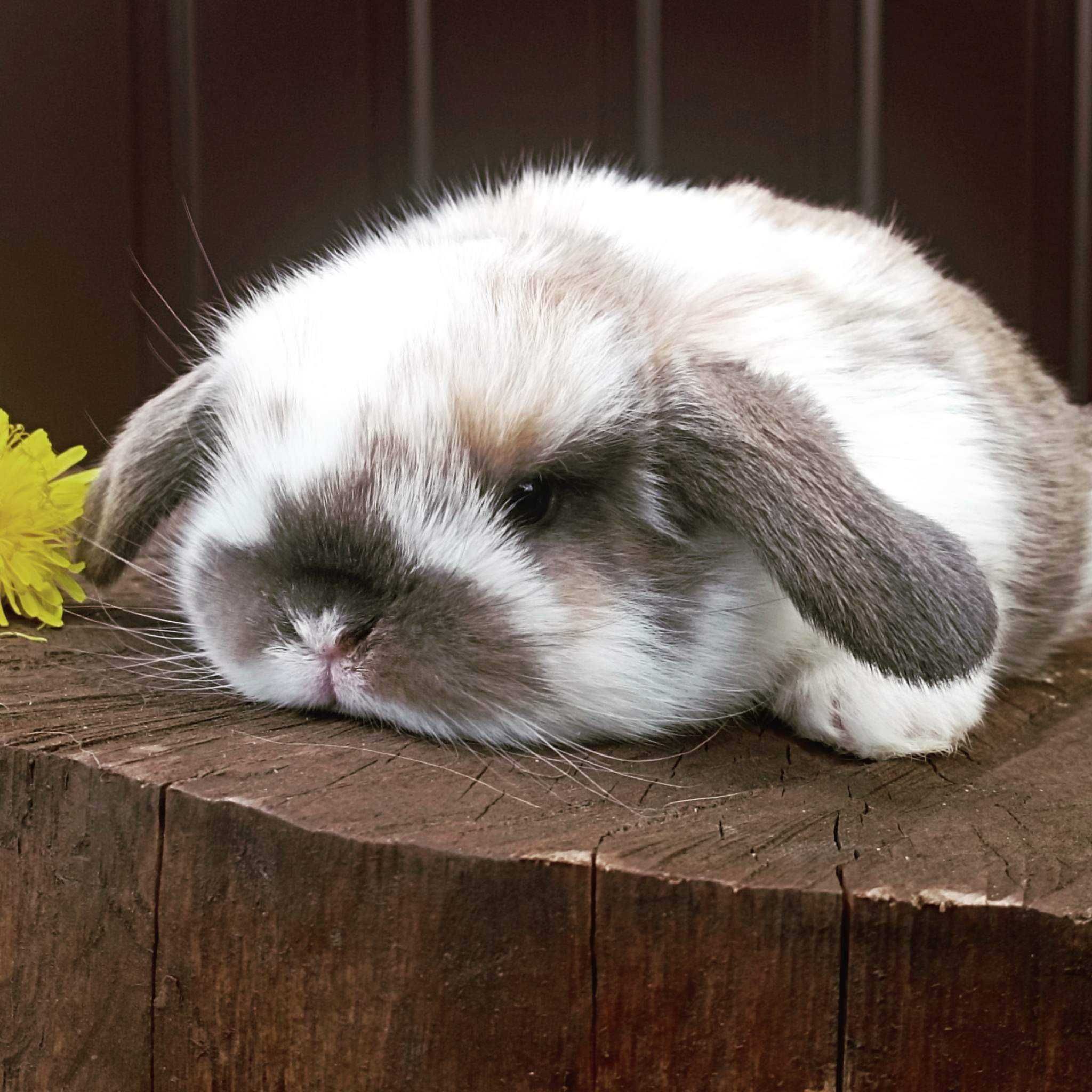 Mini lop karzełek Teddy hodowla