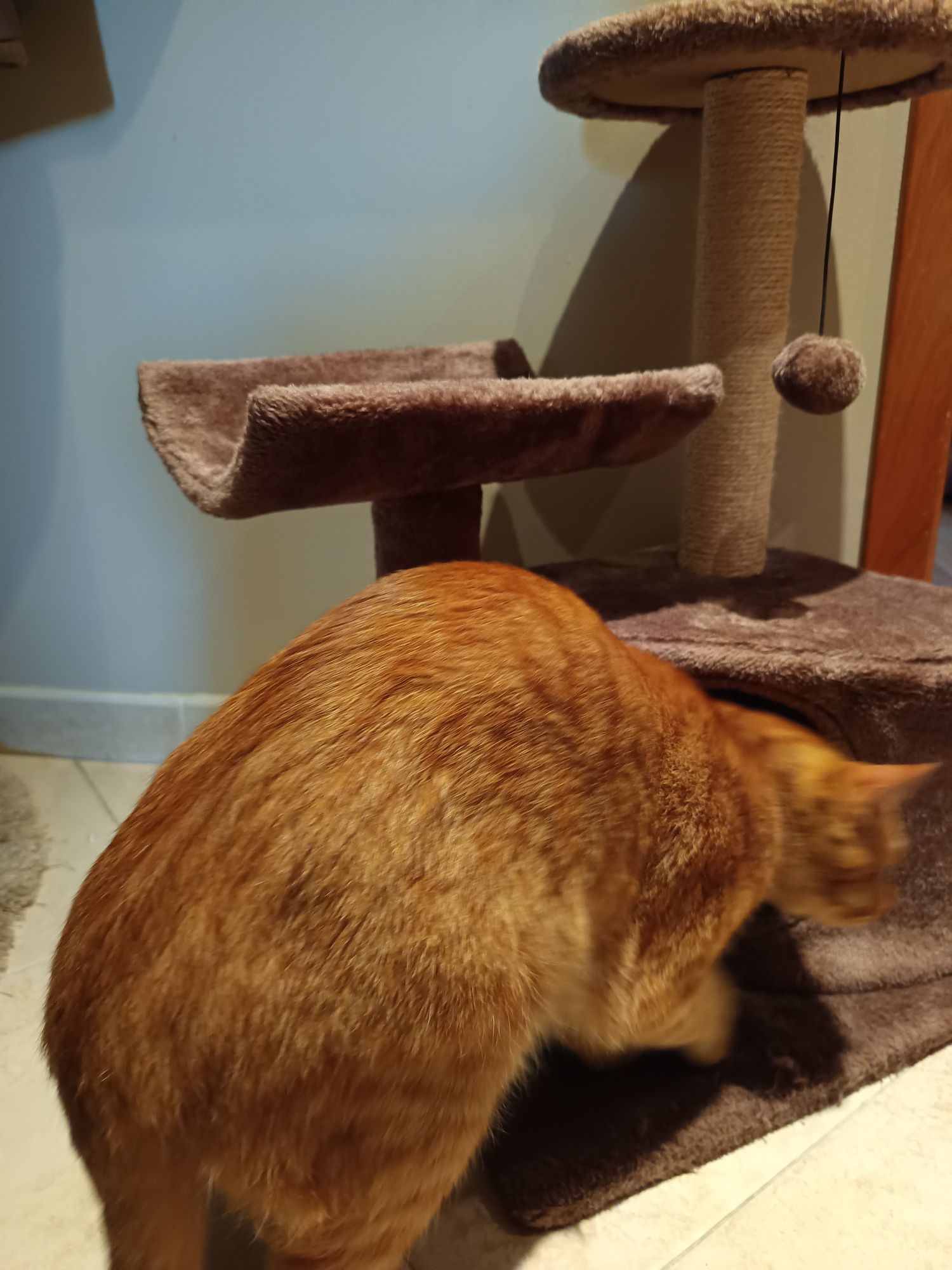 Ginásio gato com arranhador