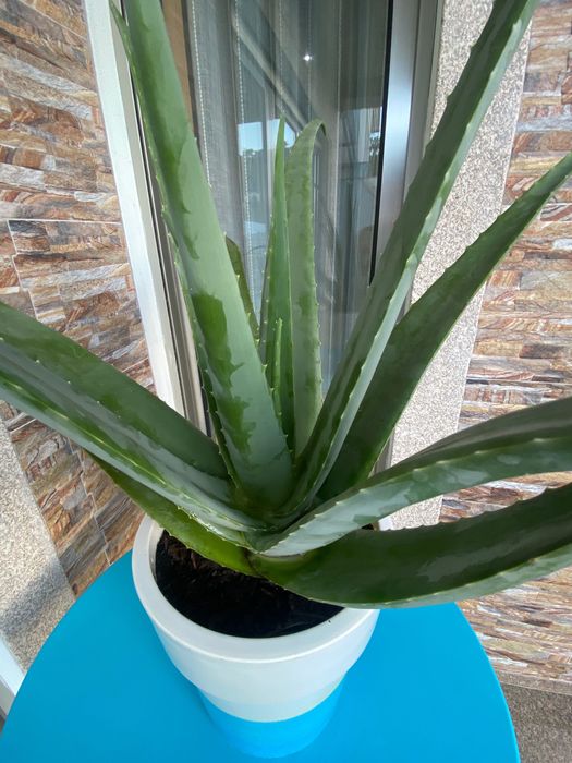 Aloé Vera Medicinal