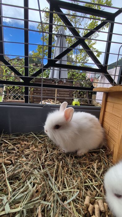 Coelhos Anões bebés