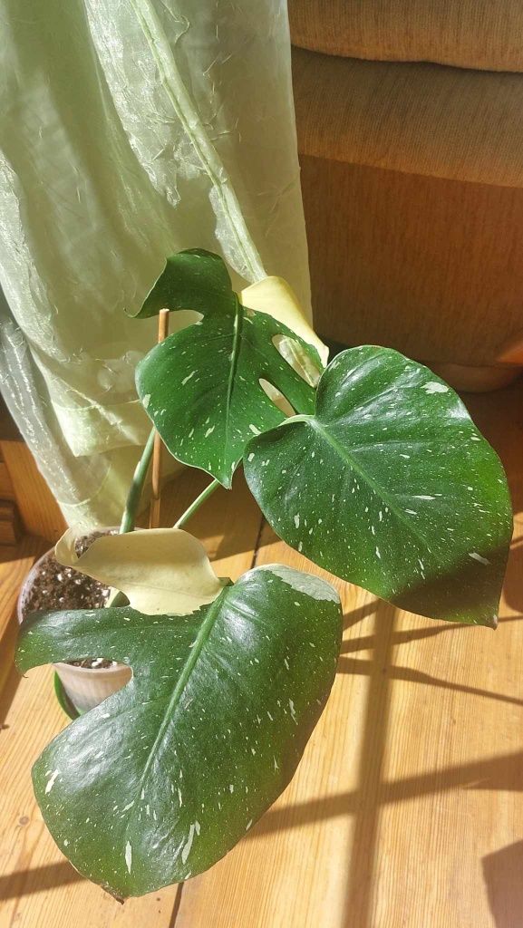 Monstera thai cremle